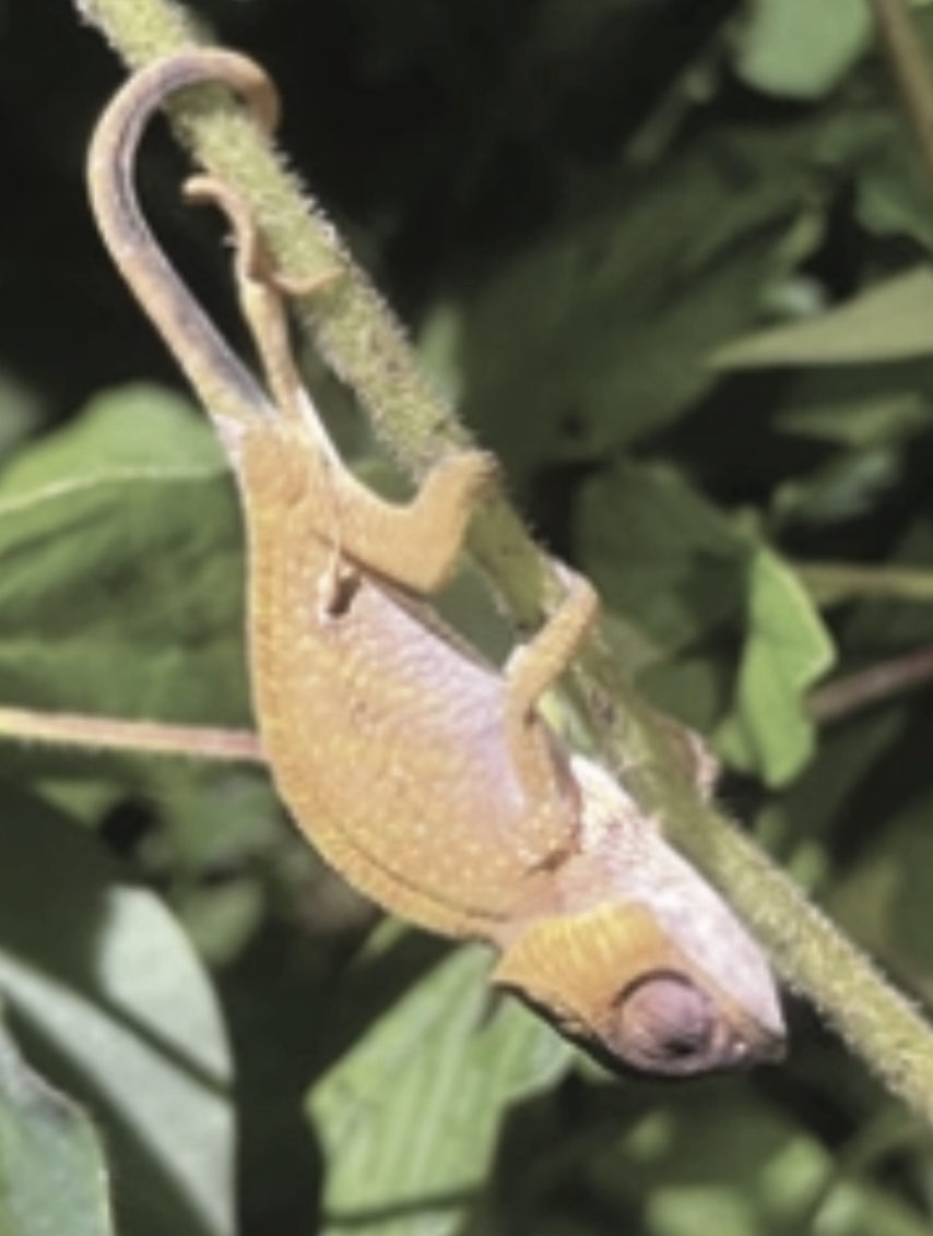 Fig. 1: Juvenile Calumma oshaughnessyi trapped by Desmodium uncinatum at Ranomafana, Madagascar. Photo Michael Nash.