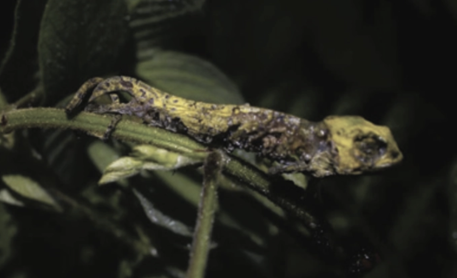 Fig. 2: Juvenile Calumma oshaughnessyi trapped by Desmodium uncinatum at Ranomafana, Madagascar. Photo Michael Nash.
