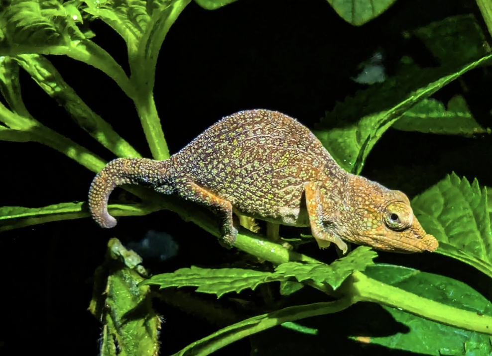 Fig. 1: Calumma radamanus, female, at Antalaha, Madagascar. Photo Elie Sergio Benarson.
