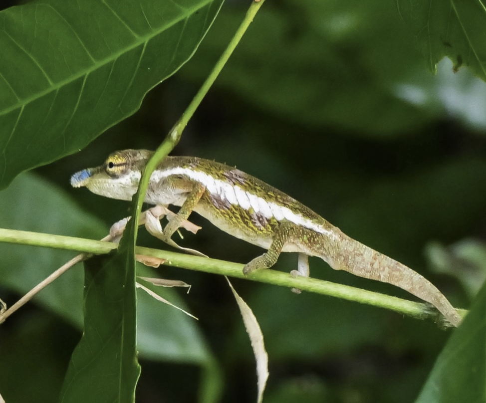Fig. 2: Calumma radamanus, male, at Antalaha, Madagascar. Photo Elie Sergio Benarson.