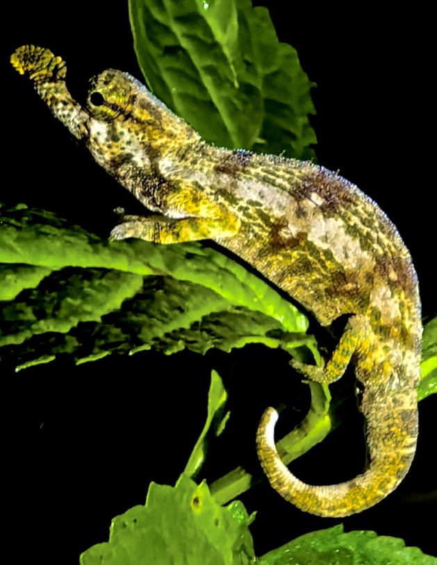               Fig. 3: Calumma radamanus, male, at Antalaha, Madagascar. Photo Elie Sergio Benarson.