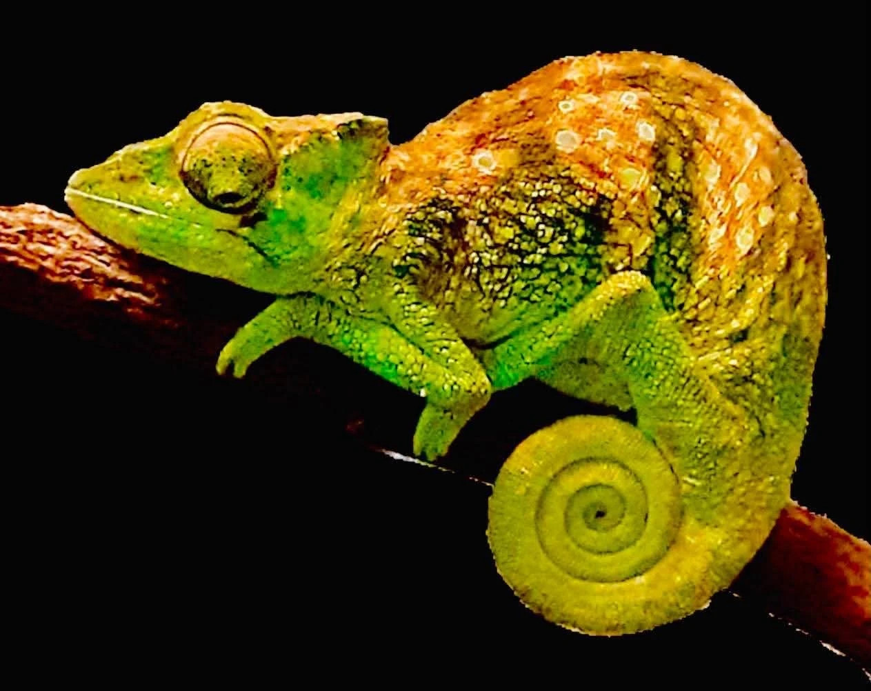 Fig. 1: Captive female of Trioceros camerunensis. Photo: J. van Overbeke