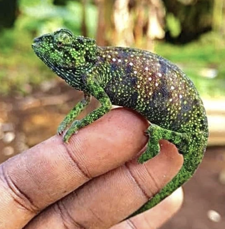 Fig. 2: Wild female of Trioceros camerunensis. Photo: J. van Overbeke