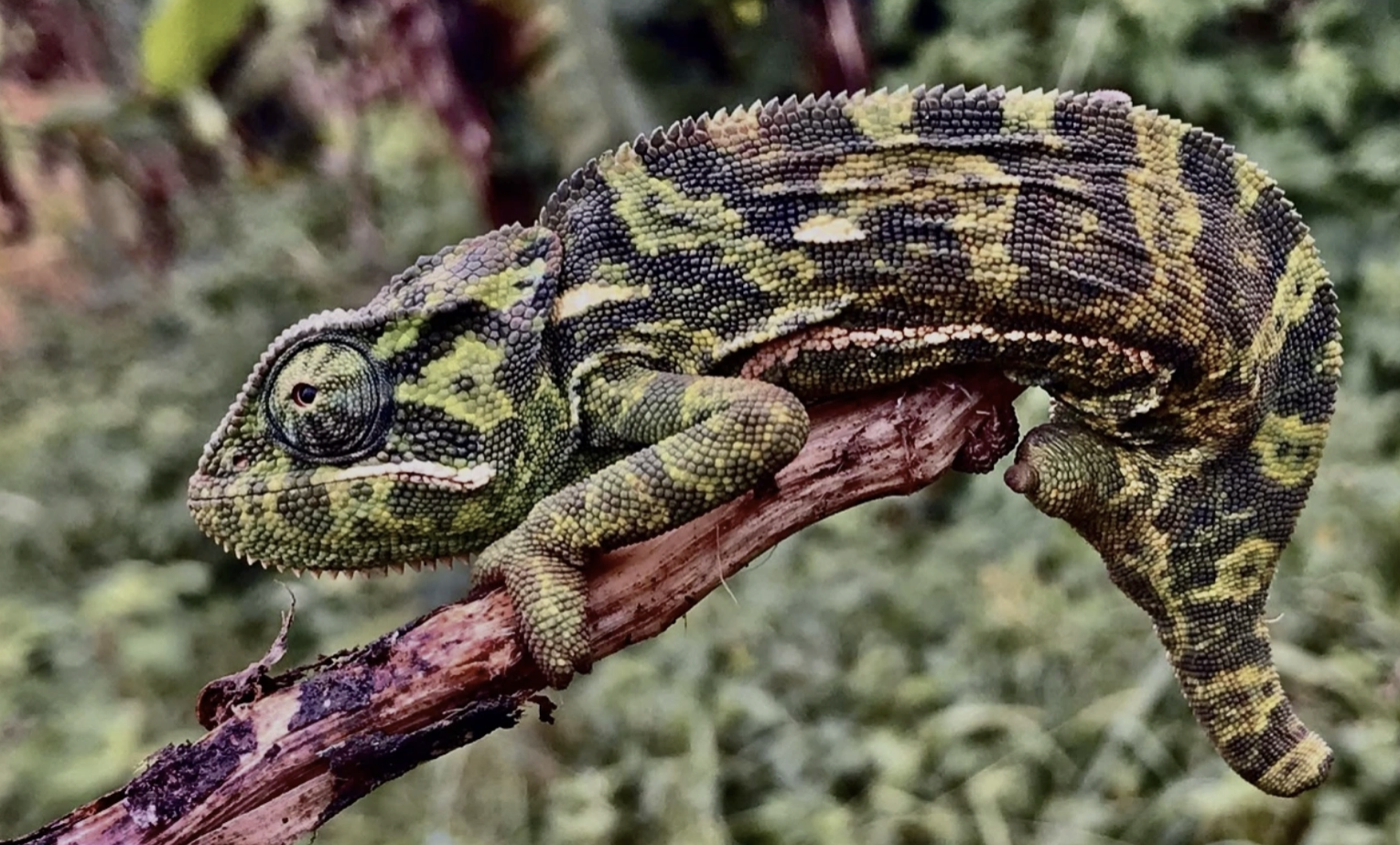 Fig. 1: Chamaeleo dilepis, Tanzania. Photo F.P. Shirima.